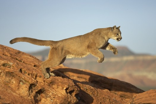 Puma (cougar) Leaping-042925 RAW-1